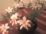 DSC00027.jpg
