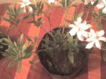 DSC00029.jpg