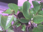 DSC00006.jpg
