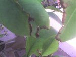 DSC00007.jpg