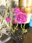 flores 001.jpg
