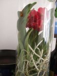 flores 005.jpg