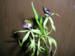 Orquídeas dic. 2007 001.jpg