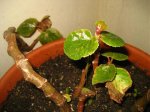 Infojardín 016.jpg