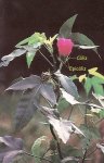 Hibiscus copia.jpg