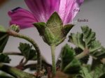 Malva copia.jpg