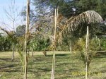 R Regia helada 01.jpg