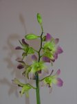 DSCN1327.JPG