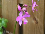phalaenopsis - spathaglottis plicata.jpg