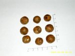 R paiewonskyana seed.jpg