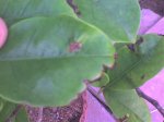 DSC00074.jpg