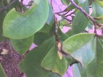 DSC00075.jpg