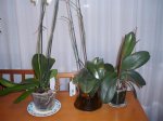 orquidea.jpg