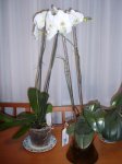 orquidea1.JPG