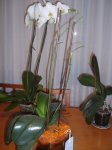 orquidea3.JPG