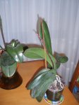 orquidea2.JPG