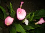 PICT0375.jpg