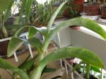 mis plantas enfermas 001.jpg