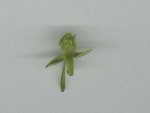 Platanthera algeriensis_1.jpg