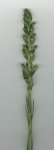 Platanthera algeriensis_1_pl.jpg