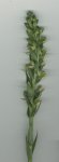 Platanthera algeriensis_2_pl.jpg