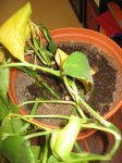 Poto 20 enero 2008 005.jpg