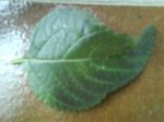 DSC00171.jpg