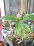 flor.jpg
