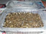 Germinacion Dia 9-1.jpg