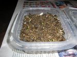 Germinacion Dia 9-2.jpg
