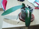 planta1.jpg
