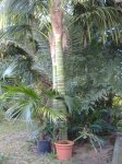 DSCF0373.JPG