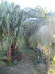 DSCF0375.JPG