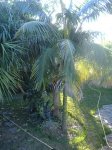 DSCF0376.JPG