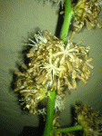 flor2.gif