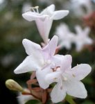 Abelia.jpg