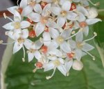 cornus.jpg