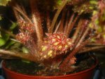 plantas 024.jpg