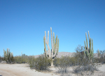 3cactussolo.PNG