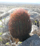 5cactussolo.PNG