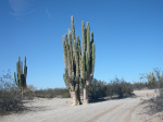 Rancho punta estrella.PNG