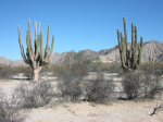 Valle de los saguaros.PNG