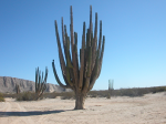 Valle de los sahuaros.PNG