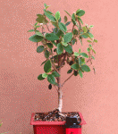 Diseñarock_Cotoneaster_01.gif