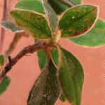 Diseñarock_Cotoneaster_hoja_02.gif