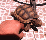 Diseñarock_Tortu_01.gif