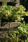 100_0045 [320x200].JPG
