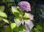 hortensia.jpg