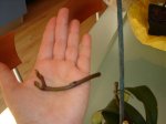 DSC02074.jpg