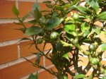DSC02563.jpg